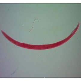 Carolina Ancylostoma Caninum Female Dog Hookworm Microscope Slide, Glass, Red, 400x Magnification