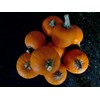 Park Seed Plus Hybrid Pumpkin Seeds