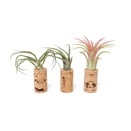 50 Pack Handmade Wine Cork Magnet Air Plant Holder – Assorted Tillandsia Ionantha in Air Plant Hanger - Succulent Hanging Plants Stand - Planter for Home and Garden Décor