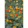 50 Pcs Nasturtium (Tropaeolum Nanum) Flower Seeds Non-GMO Plant