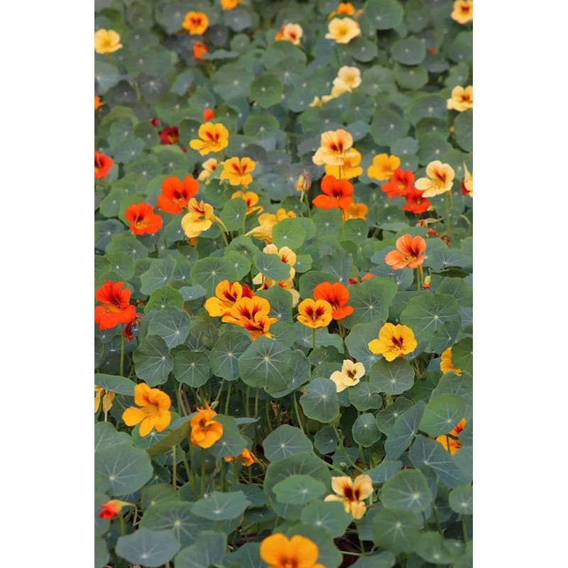 50 Pcs Nasturtium (Tropaeolum Nanum) Flower Seeds Non-GMO Plant