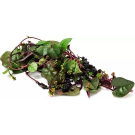 Mai's Family Organic Red Malabar Spinach Seeds, Mồng Tơi Đỏ, basella alba - 50+ Seeds
