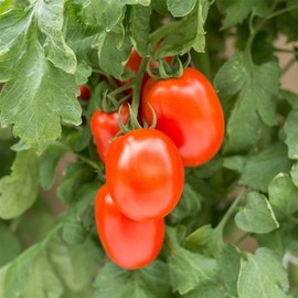 Roma VF Heirloom Tomato Seeds (300 Mg)