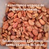 Cacao En Grano Tostado Artesanal Tradicional 500g
