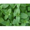 500 LEMON BALM SEEDS (Melissa officinalis) NonGMO Variety