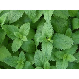 500 LEMON BALM SEEDS (Melissa officinalis) NonGMO Variety