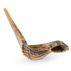YOMTOV-SHALOM | Ram Shofar's for Sale | Kosher from Israel | Shofar Kings | Original Shofar Factory (13-15)