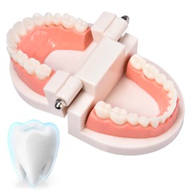 Teeth Model | Small Tooth Models for Students | Dentures Bracket Teaching, Learning, Interpretation Model for Adults and