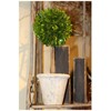 Mills Floral Company Box Topiary, Single, Large, 6" x 16"