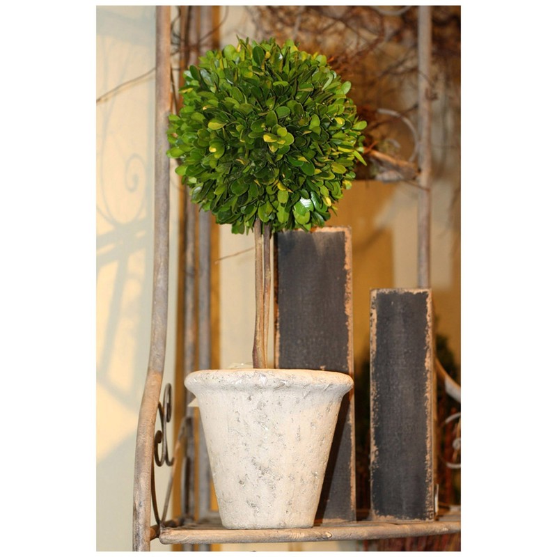 Mills Floral Company Box Topiary, Single, Large, 6" x 16"