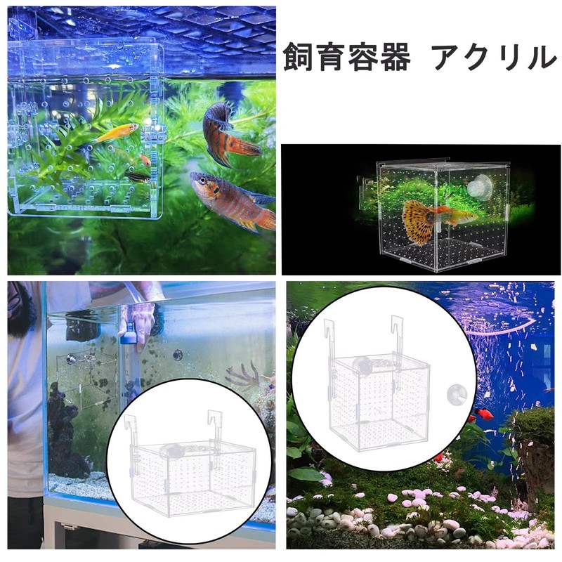 Acrylic Isolation Box, Aquarium Divider, Medaka Box, Fry Isolation Case,