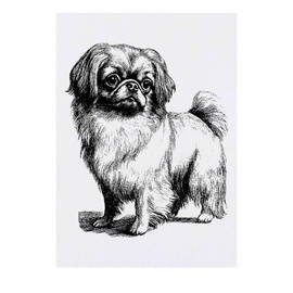 'Pekingese Standing' Temporary Tattoo - Water Resistant, Skin-Safe, Non-Toxic Transfer (TO00084889)