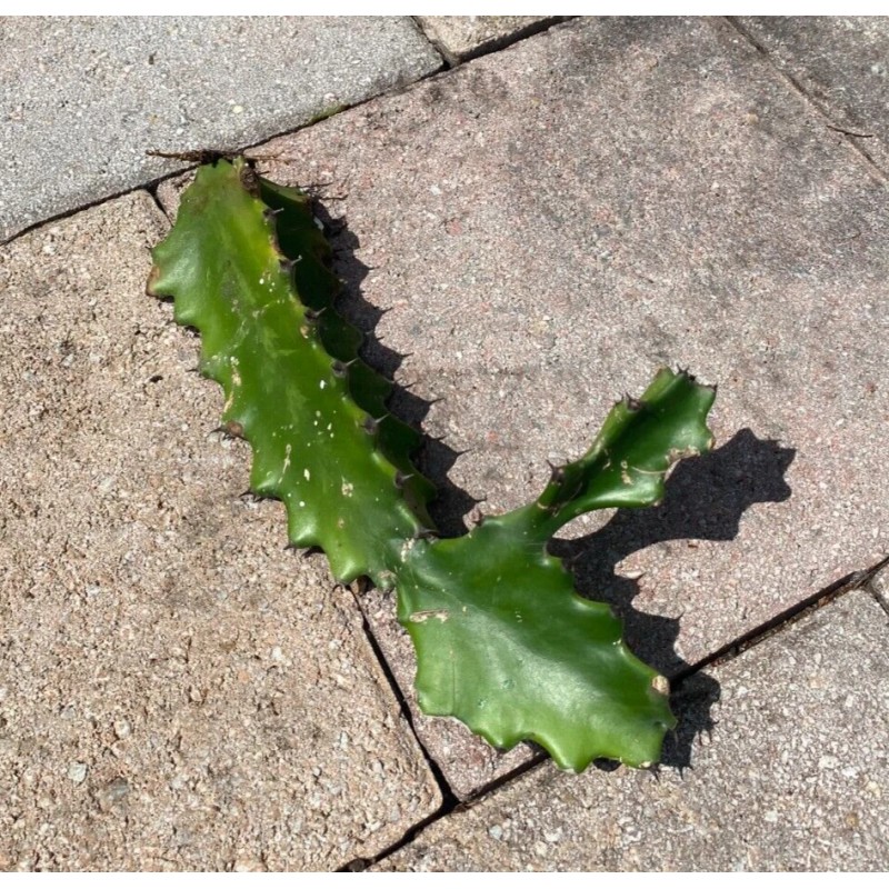 Cactus 2X Queen 12" CACTUS ORCHIDs NIGHT BLOOMING CEREUS