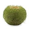Kikkerland Green Orb Terracotta Planter-Home Accessory, Brown, One Size
