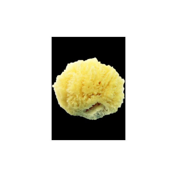 Martina Spa Collection Sea Sponge (Small) - 1 Sponge
