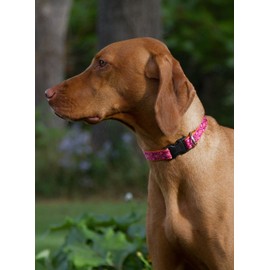LupinePet Originals 3/4" Alpen Glow 15-25" Adjustable Collar for Large Dogs