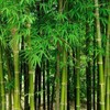 300+ PCS Green Bamboo Seeds for Planting Exotic Bamboo Seed