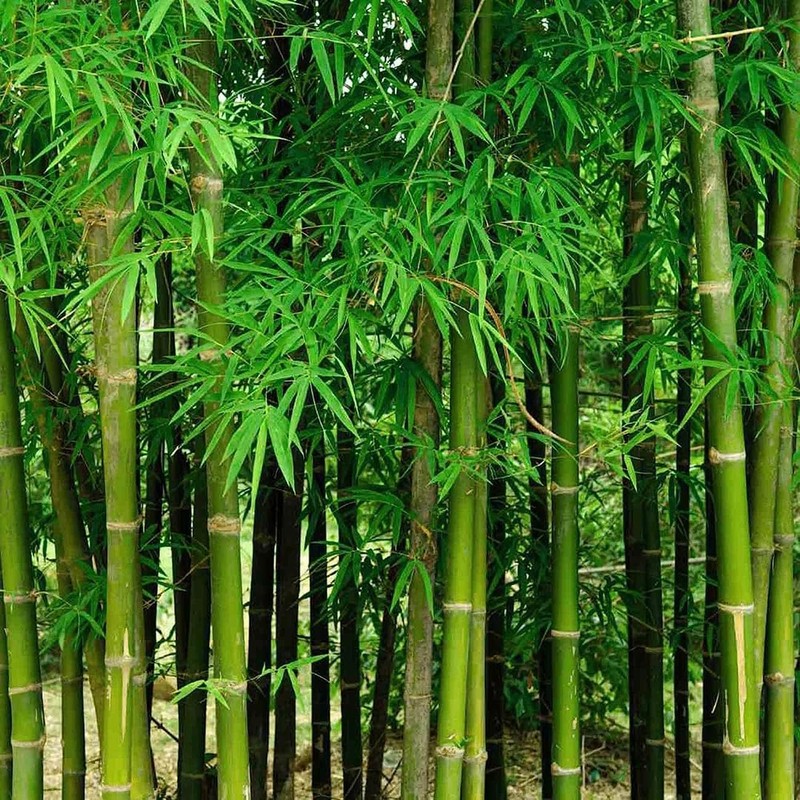 300+ PCS Green Bamboo Seeds for Planting Exotic Bamboo Seed