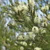 Aceite Esencial De Árbol De Té Antimicotico 100% Natural