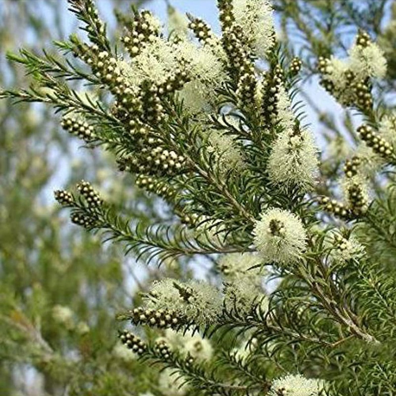 Aceite Esencial De Árbol De Té Antimicotico 100% Natural