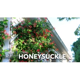 Coral Honeysuckle | 3 Live Plants | Lonicera Sempervirens | Hummingbird & Butterfly Attracting Vine Flower