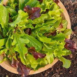 Burpee 'Gourmet Blend' Lettuce Seeds - 680mg Non-GMO Seed Packet for Home Gardening - Fast Growing Mixed Lettuce, Colorful Loose Leaf Variety, Heat Tolerant (Gourmet Blend Lettuce Seeds)