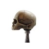 Kool Collectibles No Jaw Skull Head Shifter Shift Knob Rat