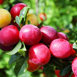 Generic Scarlet Beauty Plum Tree, Early-Blooming, Low chill, Japanese Style, Heavy Bearing, Drought Tolerant, Low Maintenance, 5 gal, Nursery Pot, Green