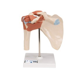 3B Scientific A80/1 Deluxe Functional Shoulder Joint Model + free Anatomy App - 3B Smart Anatomy