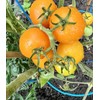 Fresh Organically Grown Gold Medal Heirloom Sweet Tomato 20 Seeds.