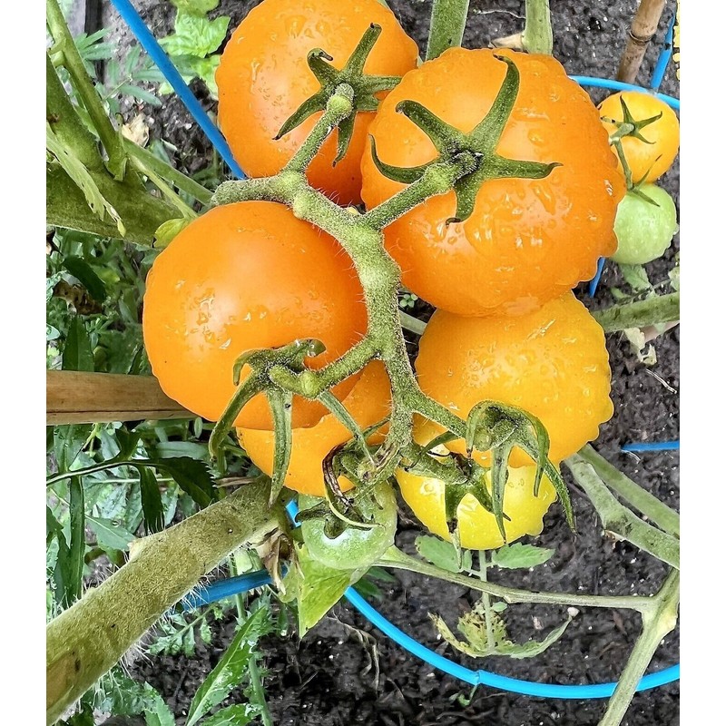 Fresh Organically Grown Gold Medal Heirloom Sweet Tomato 20 Seeds.