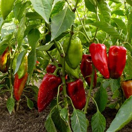 Carmen Hybrid Sweet Pepper Garden Seeds - 100 Seeds - Non-GMO, Vegetable Gardening Seed - Italian Sweet Pepper