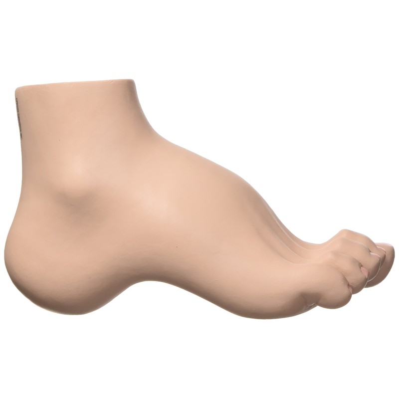 3B Scientific M32 Hollow Foot, Pes Cavus + free Anatomy