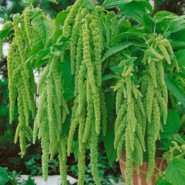 Outsidepride Green Amaranthus Seeds - 10000 Pcs Easy to Grow, Drought Tolerant Annual Amaranth Seeds for Planting with Colorful Spikes, for Cut Flower Arrangements, Flower Beds & Borders