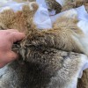 Unbranded 5X Real Rabbit Skin Pelts Natural Animal Fur Hides