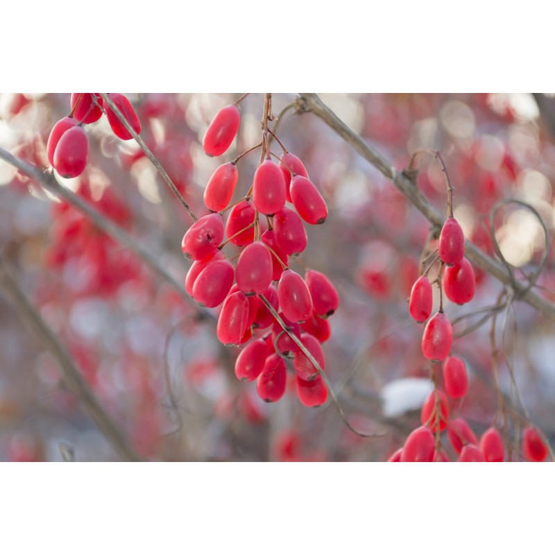 Berberine HCL Rebersa (Berberis aristata) - 500 mg per daily