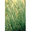 Chinese Silvergrass, Adagio Miscanthus, Dwarf Maiden Grass (Landscape, Green, Silver,