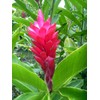Hawaiian RED Ginger Plant 2" Pot ~ Grow Hawaii