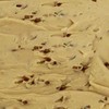 The Amish-Buggy Home Made Creamy Peanut Butter English Walnut Fudge