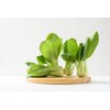 1100 Shanghai Pak Choi, Bok Choy Seeds - Delicious Chinese