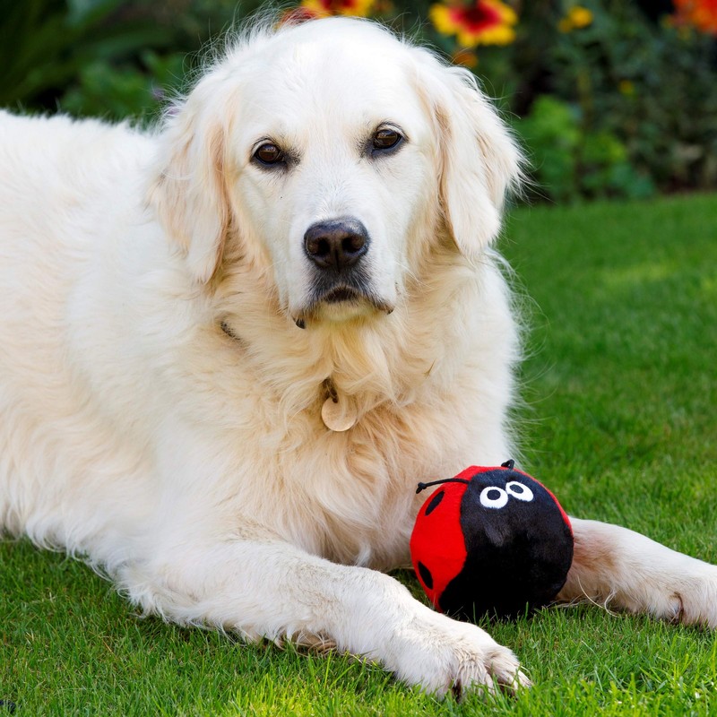 Petface Buddies Plush Ladybird Dog Toy