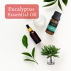 ZAVBE Eucalyptus Oil (Eucalyptus Globulus) 100% Pure, Natural, Therapeutic Grade