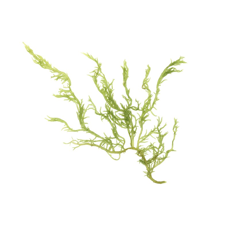 mynatura Organic Kelp Algae Powder (1 x 200 g)