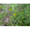 Lakeside Seeds Matricaria discoidea (Pineapple Weed) wildflower seed pack, Annual