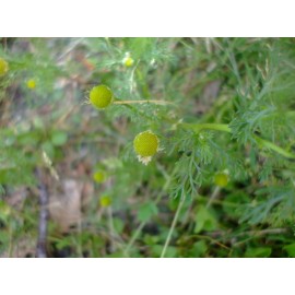 Lakeside Seeds Matricaria discoidea (Pineapple Weed) wildflower seed pack, Annual