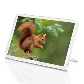 1 x Fridge Magnet -Red Squirrel Classic Fridge Magnet - Nature Wildlife Wild Forest #15680