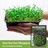 1 Pack Cabbage Microgreens Seeds for Sprouting and Growing -