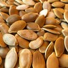 Canailles, 10-Pack Atlantic Giant Pumpkin Seeds, Huge Pumpkins Start Here,