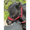 POLKA DOT HEADCOLLAR WITH LEAD ROPE FULL-MINI SHETLAND (Red, Cob)