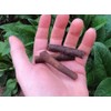 Comfrey - Root Cuttings - Bocking #4 (Symphytum ×  uplandicum)